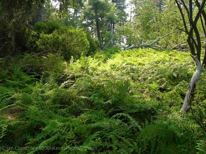 shoppingcart-thumb-image