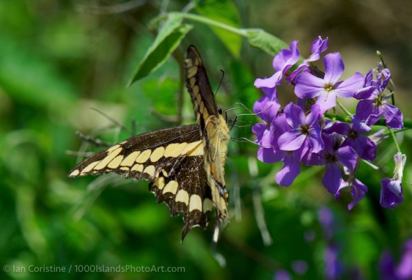 Wildlife DSC07246c DxO