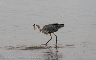 shoppingcart-thumb-image