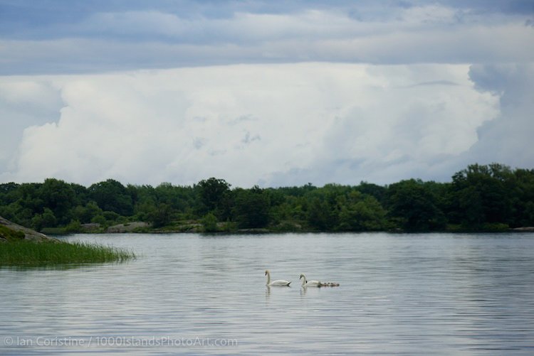 shoppingcart-thumb-image