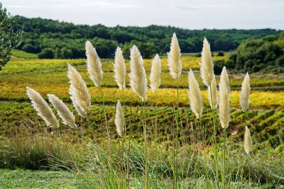 shoppingcart-thumb-image