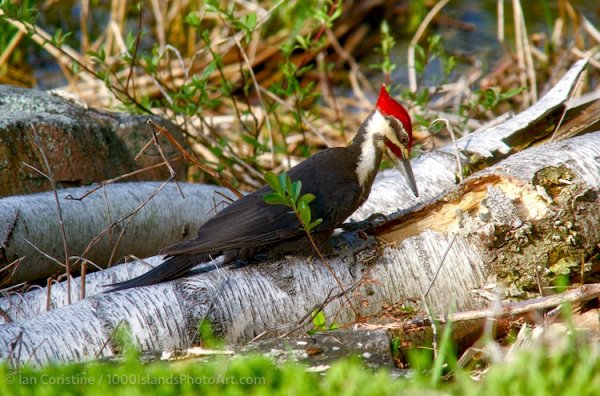 Wildlife DSC06926 LE