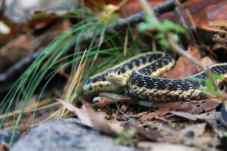 shoppingcart-thumb-image