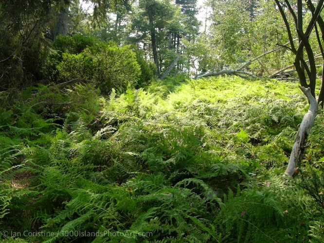 shoppingcart-thumb-image